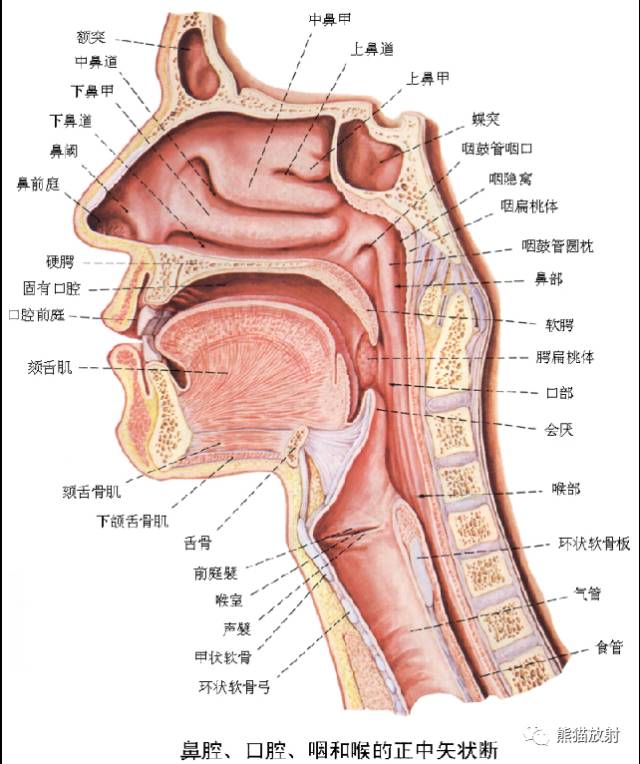 详细的消化道造影+彩色解剖图