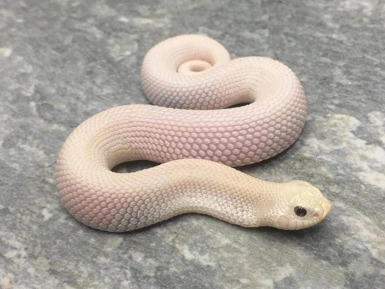 真的有人养蛇吗,是不是真的有人在养蛇