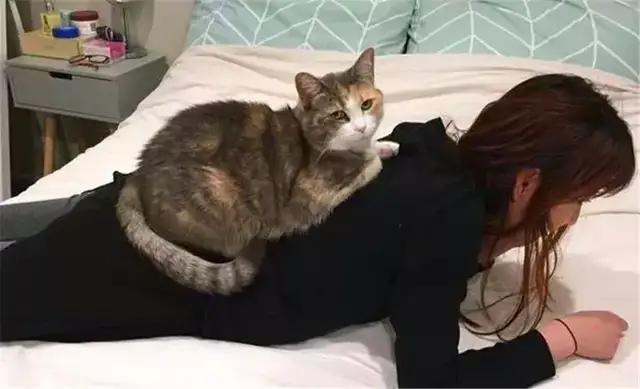 猫咪胆子小不接受新猫,猫咪胆子小不敢上猫爬架