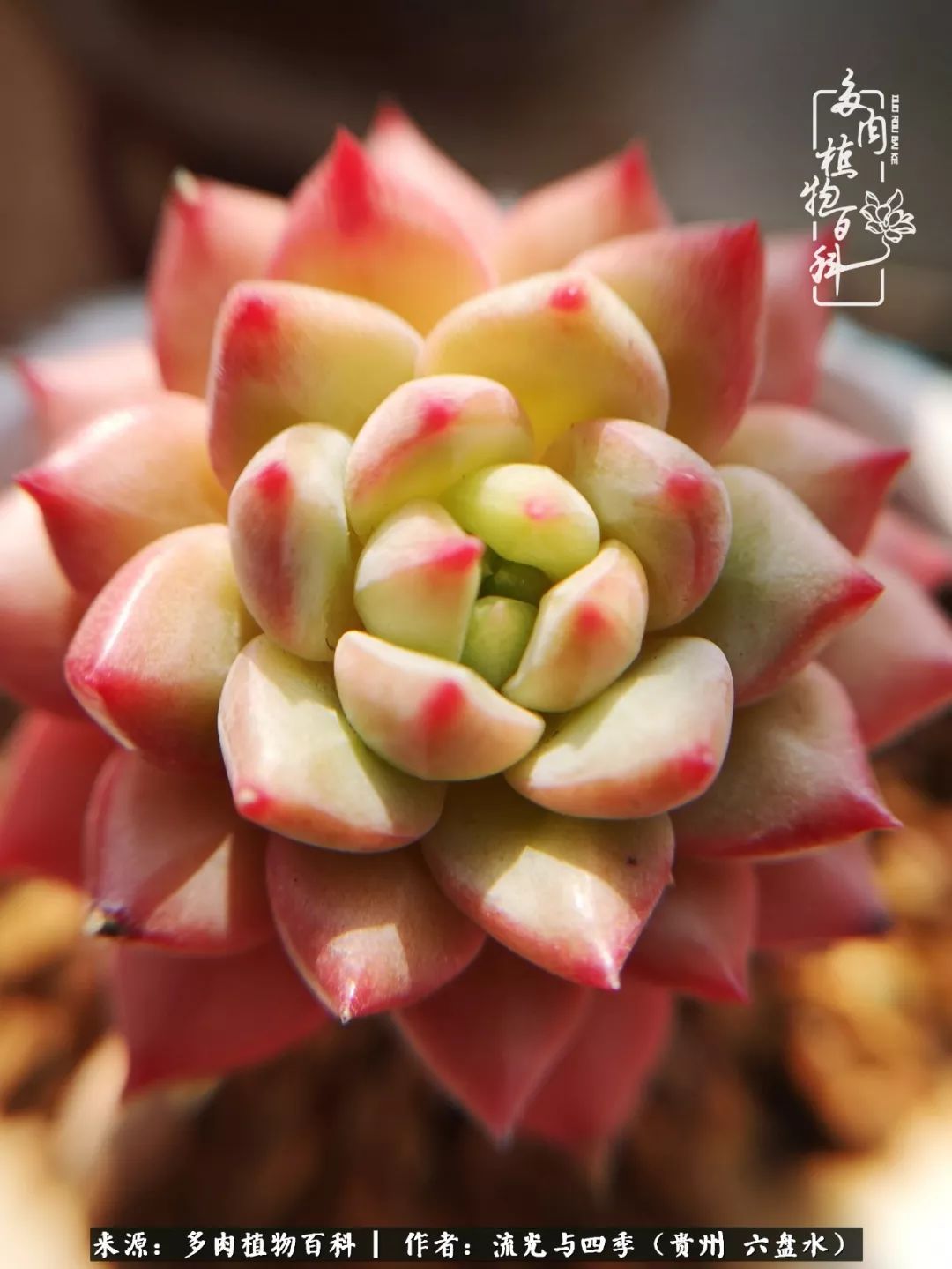 养多肉这几点新手必要知道,在养多肉的路上越走越远