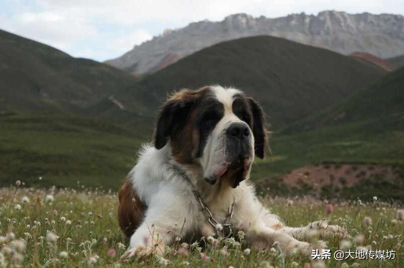 关于宠物殡葬的市场痛点,国内宠物殡葬行业真实现状
