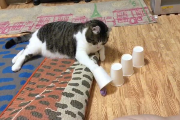铲屎官和猫主子一起摇头,铲屎官一惊一乍吓猫咪一跳