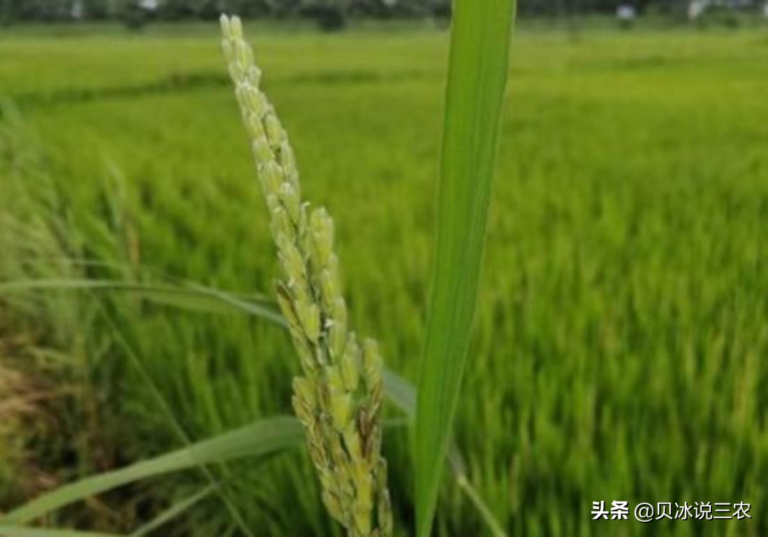 旱稻种植技术每亩用种量,旱稻种植技术和管理方法