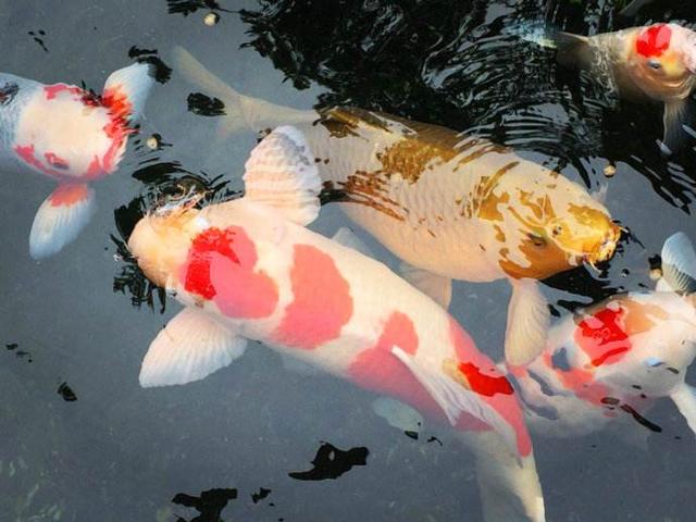 第一次养锦鲤怎么养,新手养锦鲤需要多大的缸