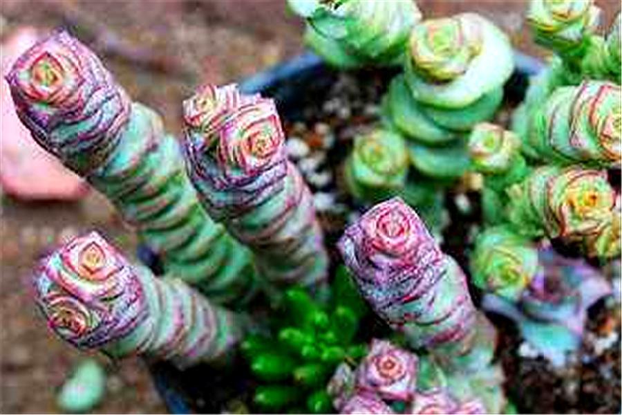 多肉钱串怎么养成老桩,钱串多肉老桩