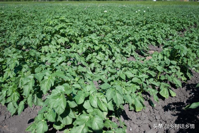 马铃薯提高产量的方法,马铃薯产量形成关键时期