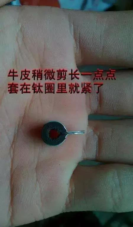 伯劳鸟饲养,没睁眼的伯劳怎样饲养