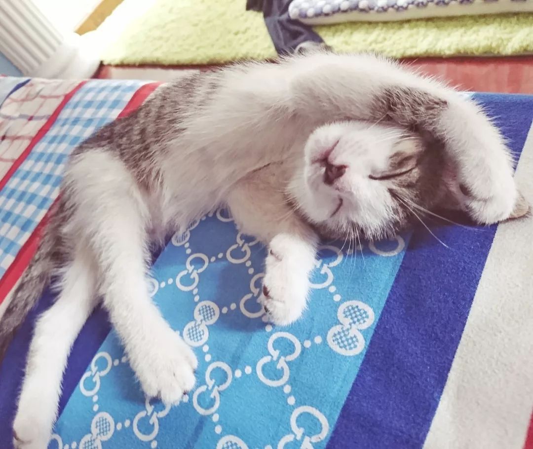 猫怎么做到高处摔不死,真相猫