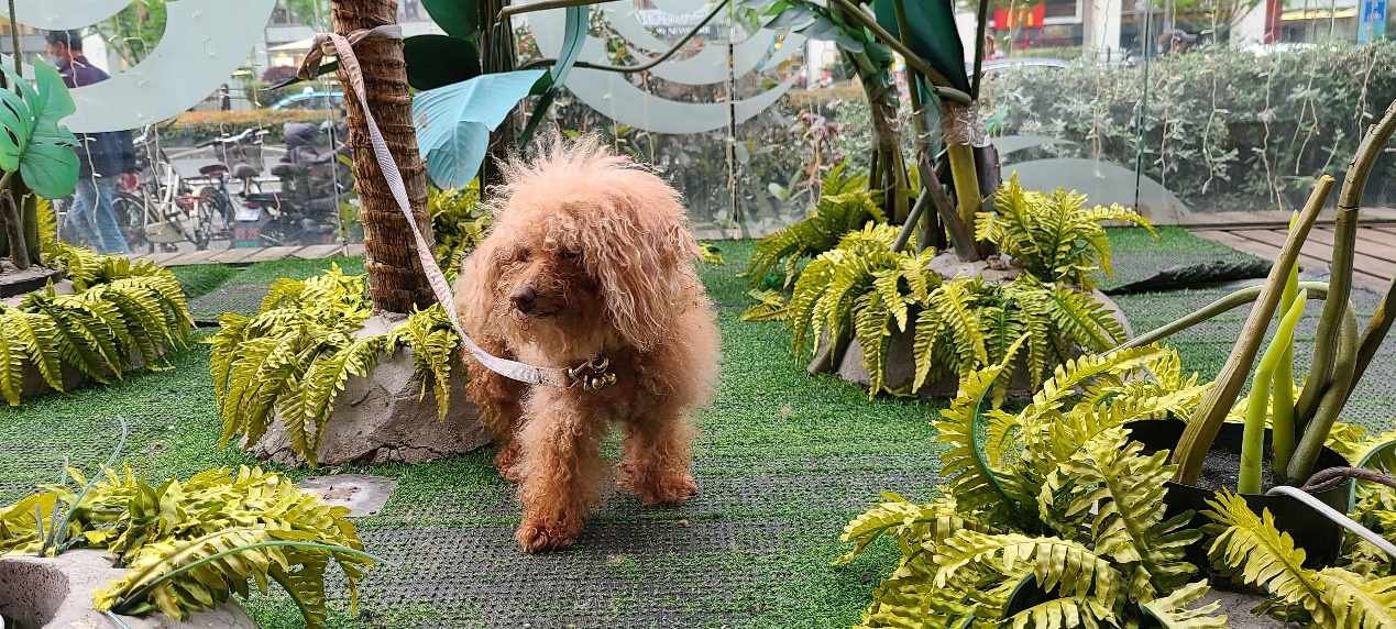 三星note9+与s20+对比,三星s20+换苹果12