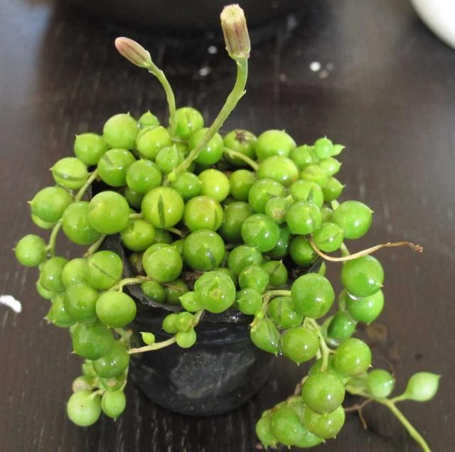 多肉佛珠花的养殖方法,多肉佛珠的养护方法