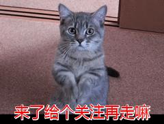 养泰迪犬的5个注意事项你知道吗,第一次养泰迪需要注意些什么