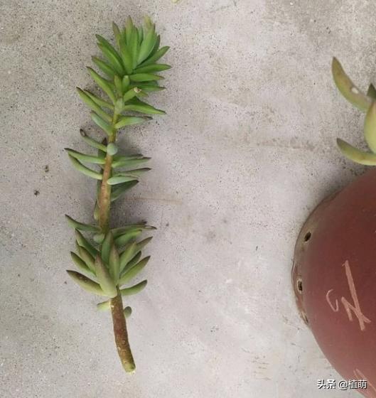 千佛手叶片发灰并且会枯萎,千佛手长出几个头怎么维修