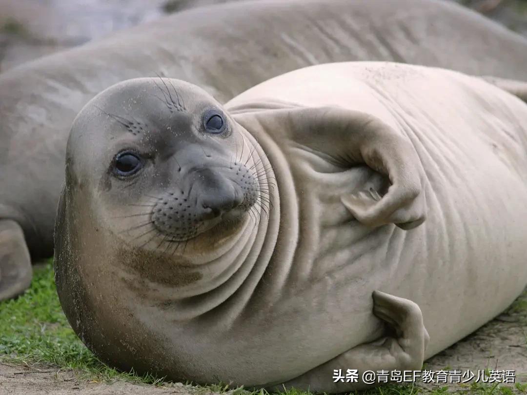 人类与动物的正确相处方式,为野生动物向人类发声
