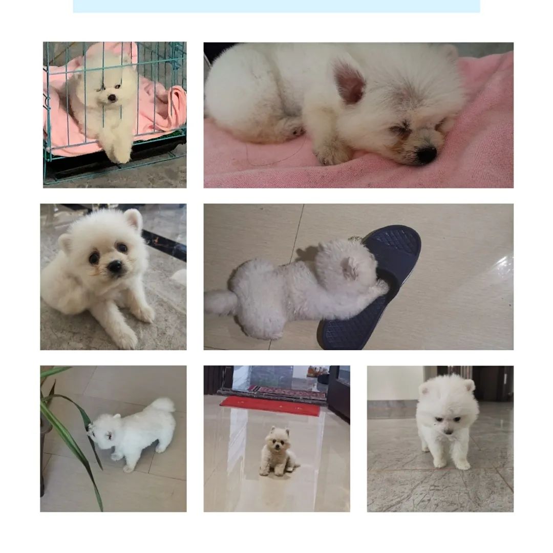 和宠物交流说什么,宠物谈恋爱怎么回事