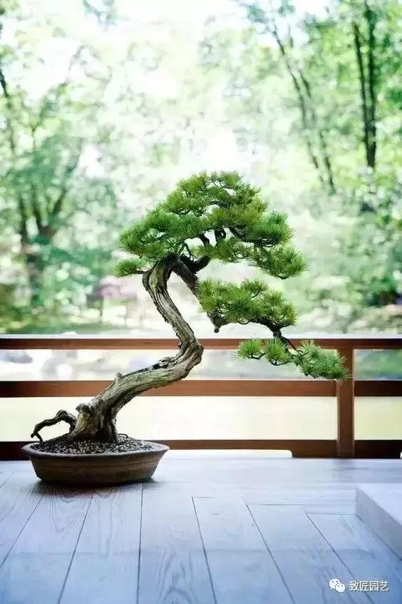 泰山松文人盆景,山松盆景100幅欣赏