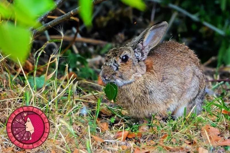 十二星座运势野兽,如何知道自己星座最适合的动物