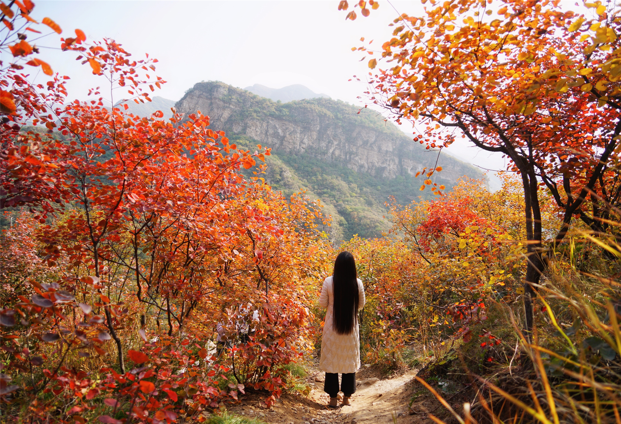 赏红叶最佳目的地,房山坡峰岭红叶最佳观赏