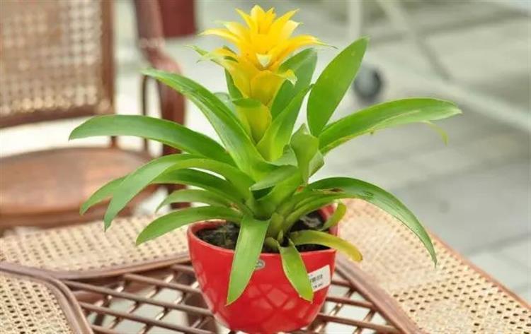 盆栽植物的正确方法,盆栽买回来怎么醒花