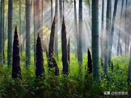 竹笋诗词精选三十一首,山中竹笋诗词