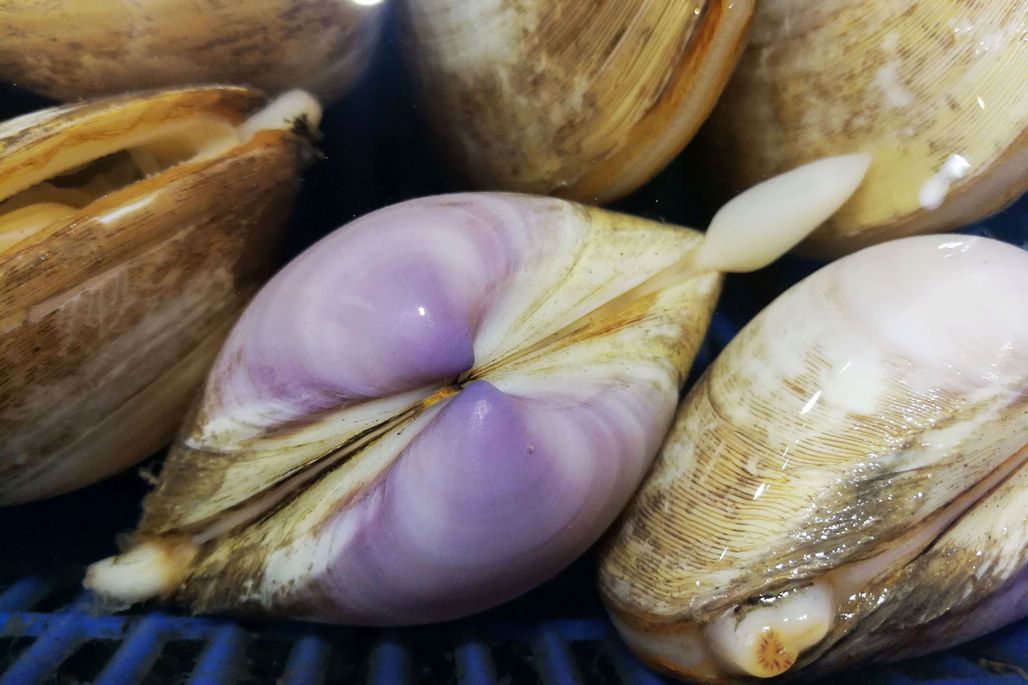 南方人之前喂鸭子的海鲜,现在身价高到不敢吃,西施舌你尝过没?