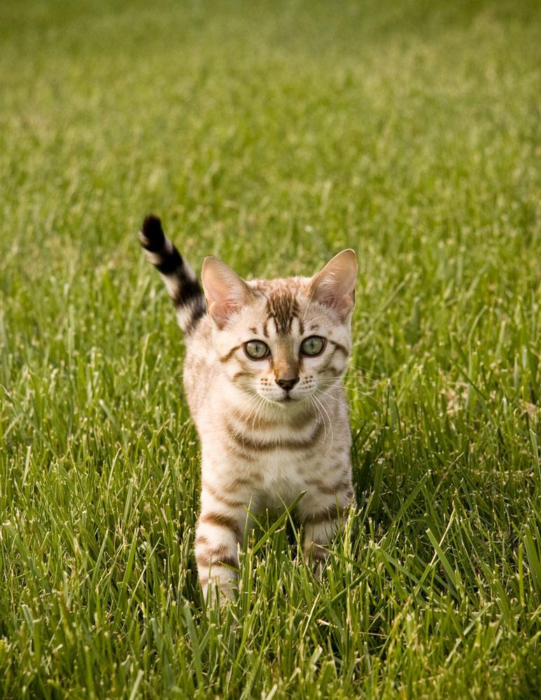 猫粮中哪些成分有害,有这几种成分的猫粮千万别喂