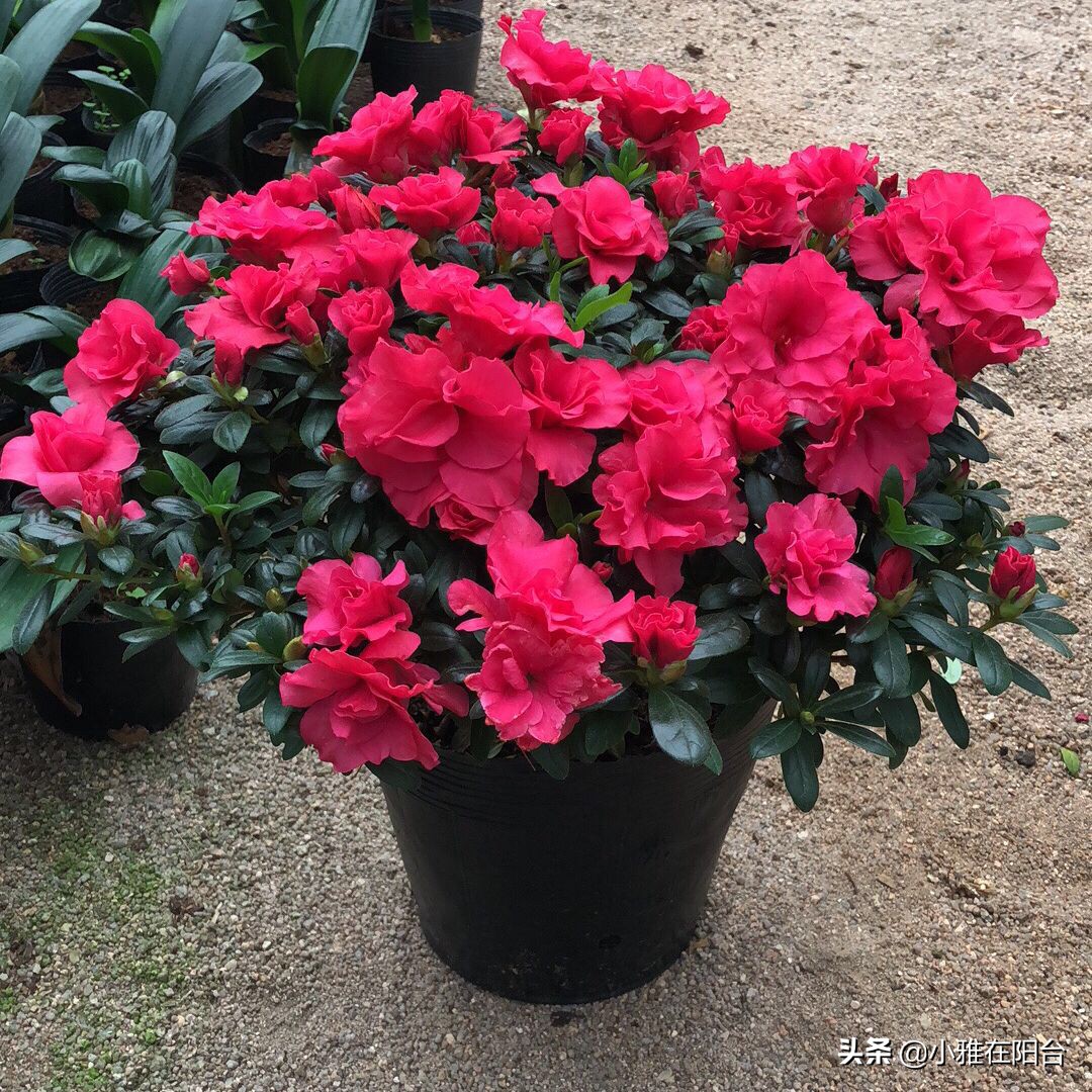 杜鹃花盆栽叶子发蔫怎么处理才好,盆栽杜鹃冬天出现严重掉叶怎么办