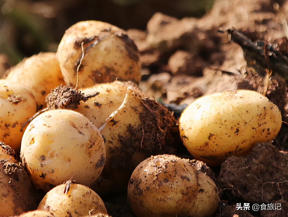 正宗恩施炕土豆摆摊,恩施炕土豆哪里卖的好吃