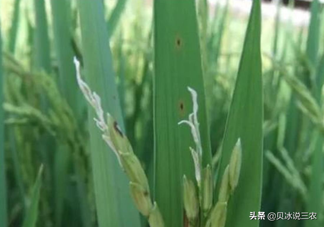 旱稻种植技术每亩用种量,旱稻种植技术和管理方法
