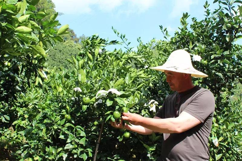 特早蜜桔现在多少钱一斤,100亩涌泉蜜桔能挣多少钱