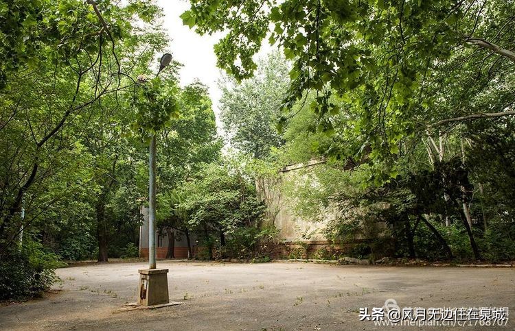 济南的法国梧桐,济南梧桐树美景