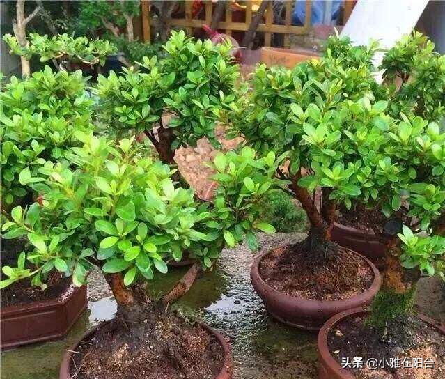 杜鹃花盆栽叶子发蔫怎么处理才好,盆栽杜鹃冬天出现严重掉叶怎么办