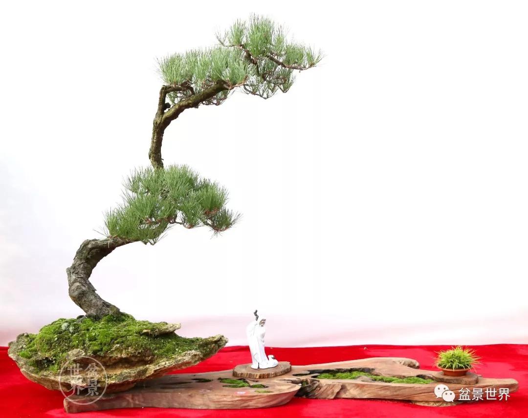 地景黑松与盆景黑松,黑松露的美誉