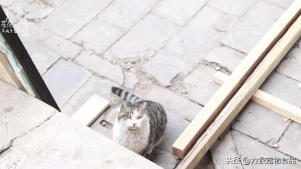 故宫的御前带爪护卫小崽儿，回喵星了……