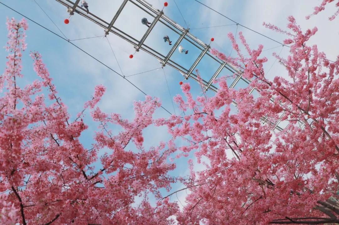 成都春游好去处周末 (成都周边周末春游推荐)