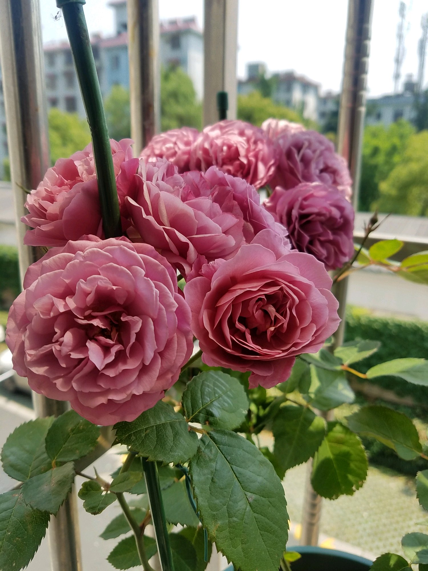 新手养什么花好看又好养,新手养什么盆栽最好