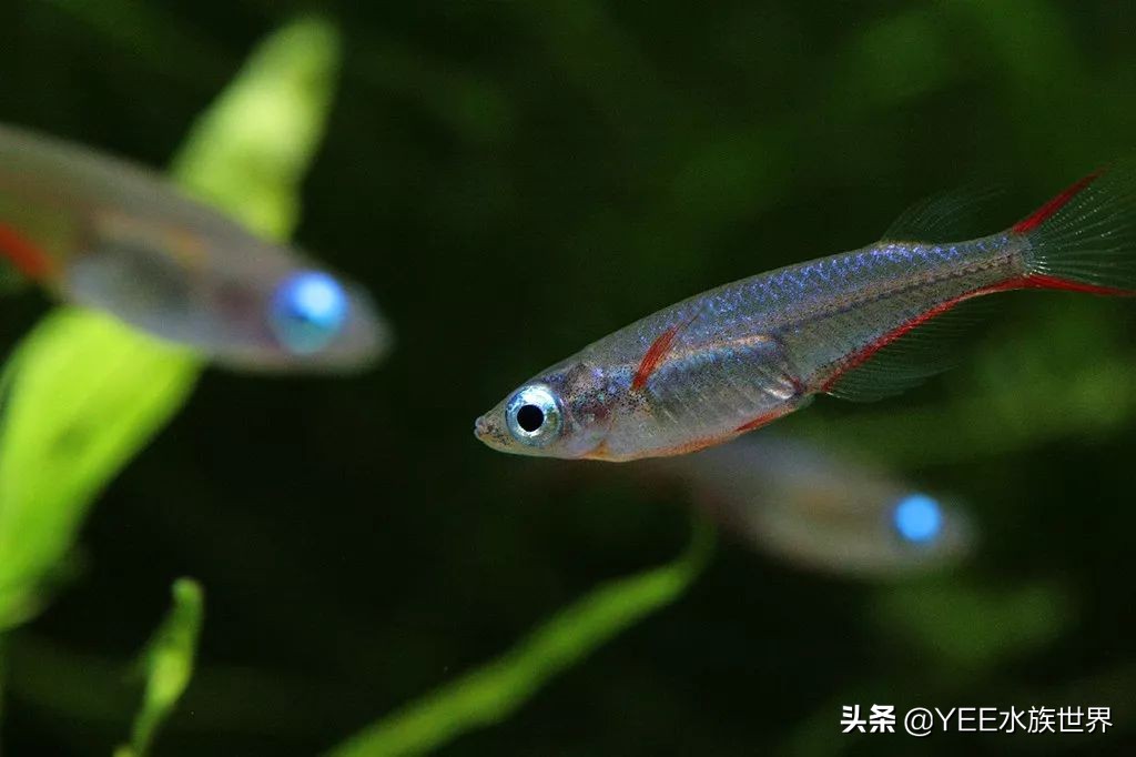 鱼缸里蛋白虫和寄生虫区别,鱼缸里发现长条状的虫子