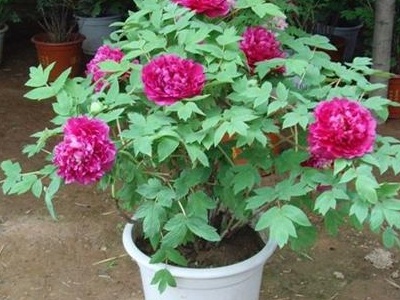 家养牡丹花怎么养,牡丹花室内栽培方法