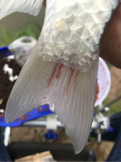 鱼长寄生虫可以钓鱼吗,野钓的鱼有寄生虫吗