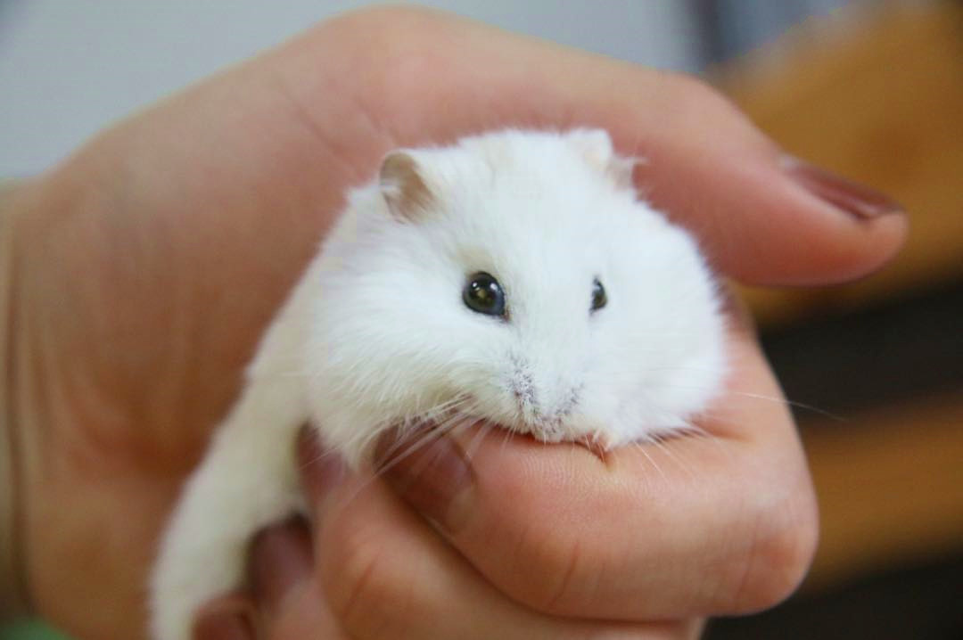 没时间陪仓鼠怎么跟仓鼠亲近,仓鼠太凶不敢戴牵引绳怎么办