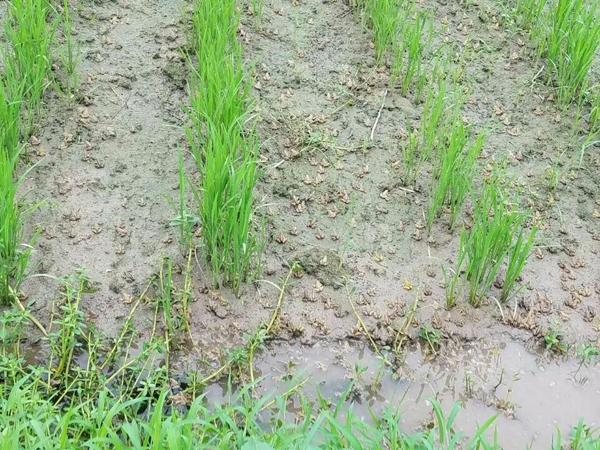 人工养殖青蛙和野生青蛙区别,青蛙怎么养