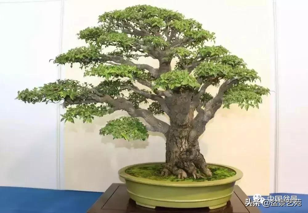 推荐36种好养的盆景植物,茶桌上养什么盆景植物