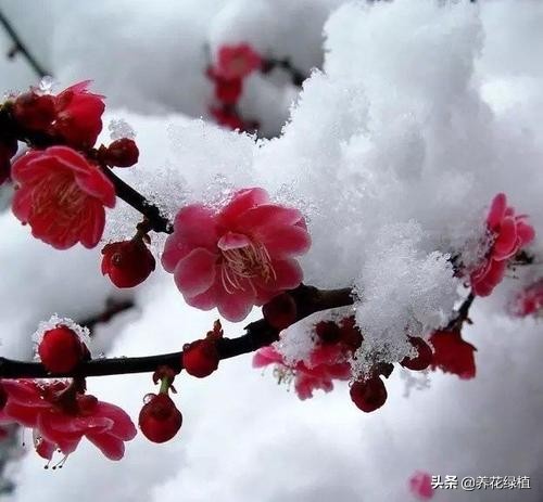 梅花不同颜色的寓意和忌讳,腊梅凌寒开放时间