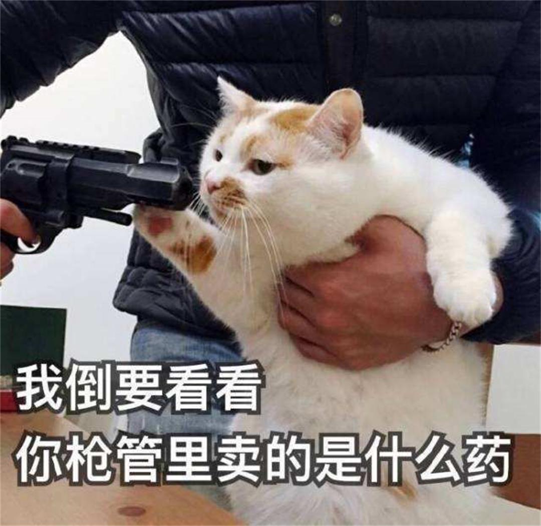 为什么猫怕人,为什么猫咪会怕铲屎官挂了