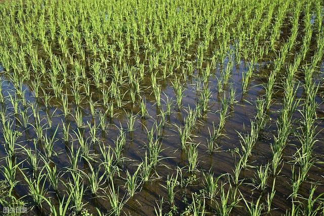 杂交水稻如何撒种,杂交水稻的种植技巧