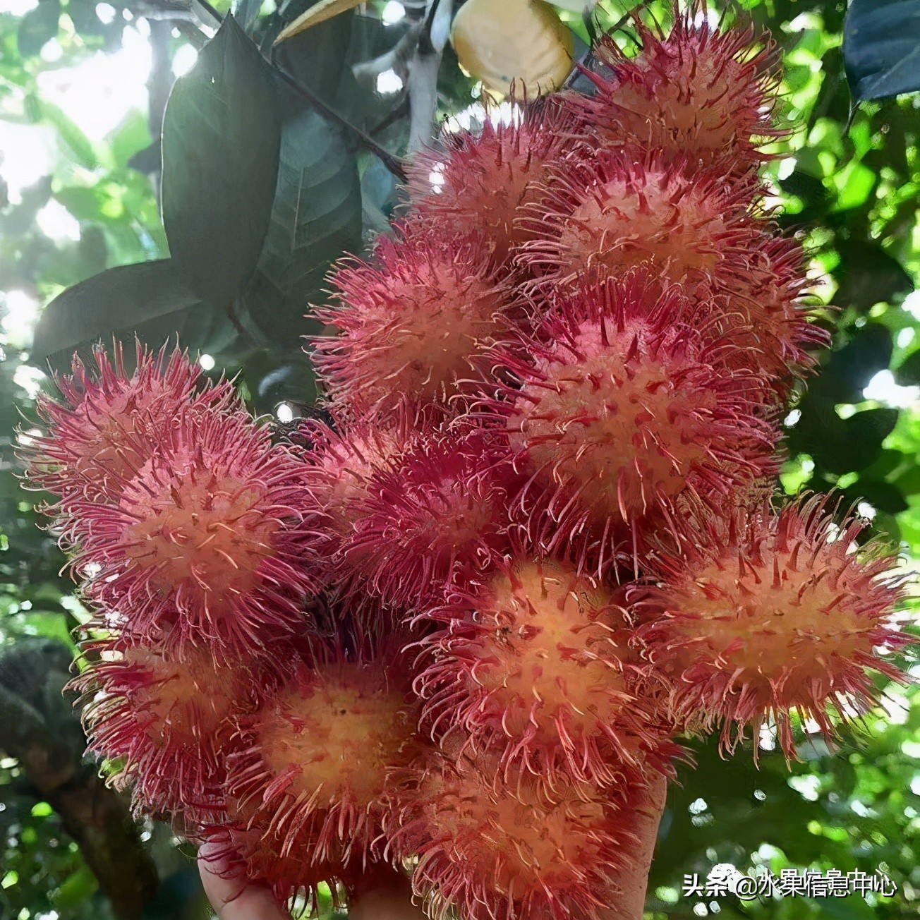 水果天堂：海南水果品种及上市时间表