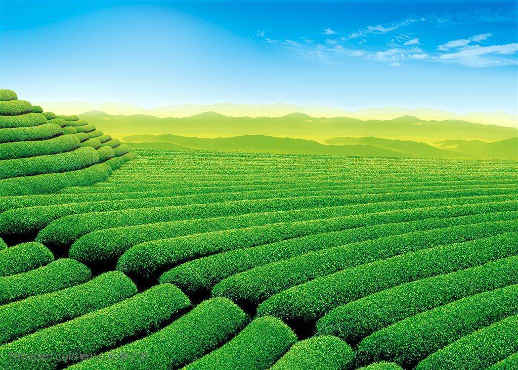茶叶种植的前景如何,汉中种植茶叶有前景吗