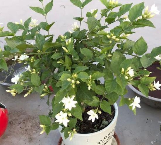 茉莉花换盆后出现僵苗怎么处理,茉莉花僵苗怎样解决
