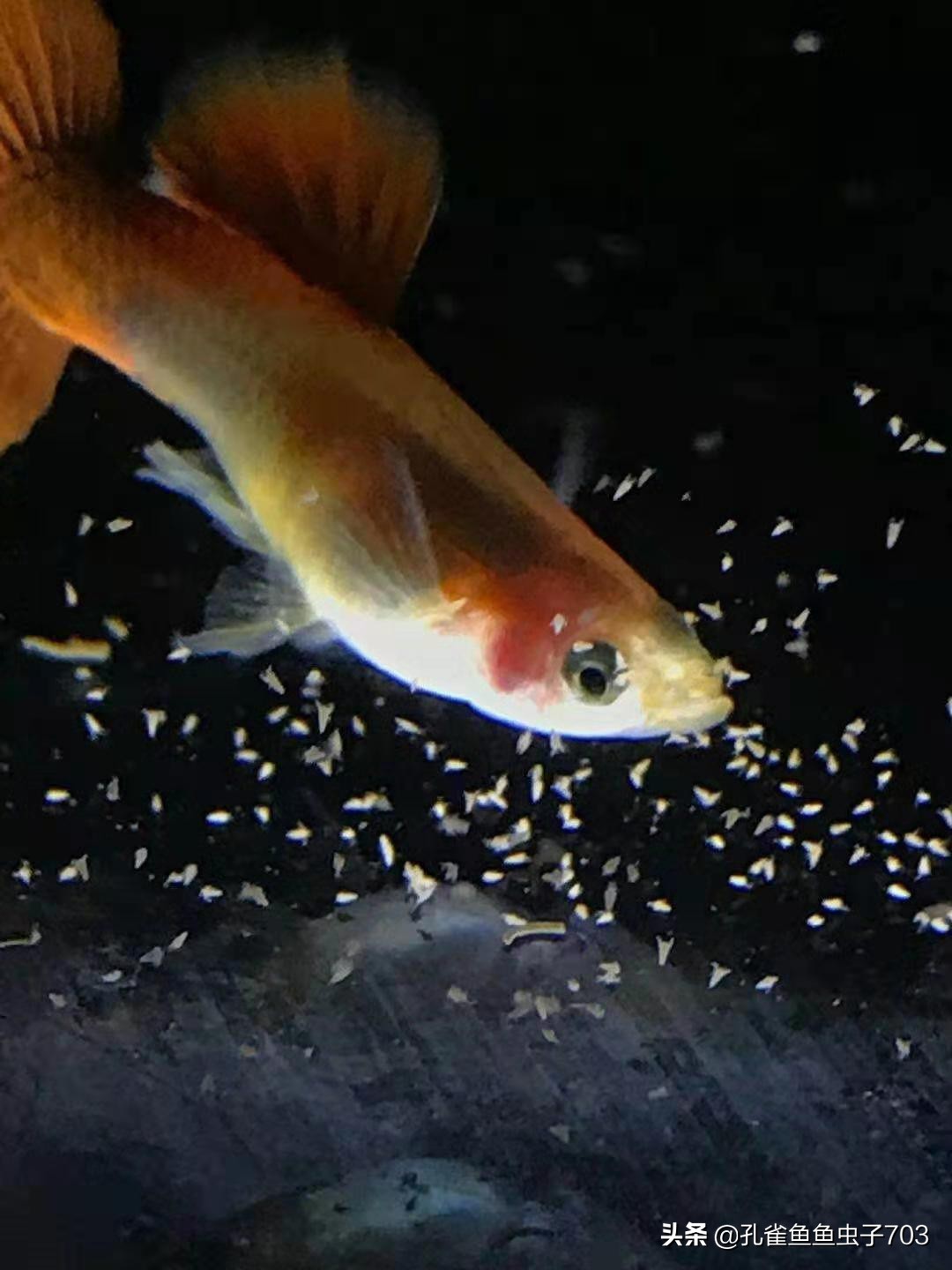 孔雀鱼应该吃什么最好,五种新手必入的孔雀鱼