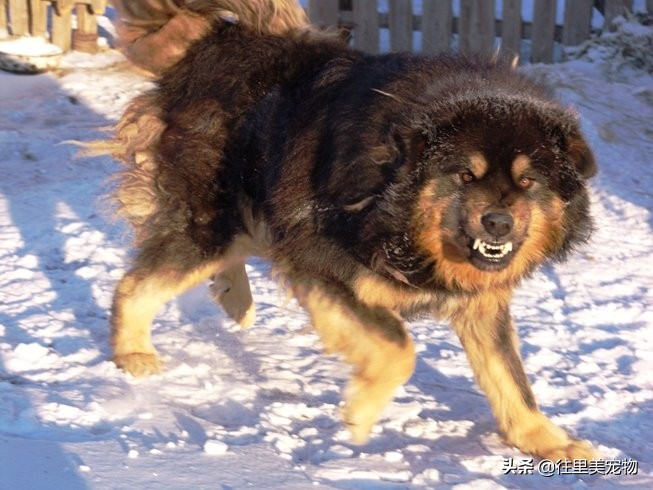 四眼柴犬被误以为是土狗,被人说四眼狗怎么办