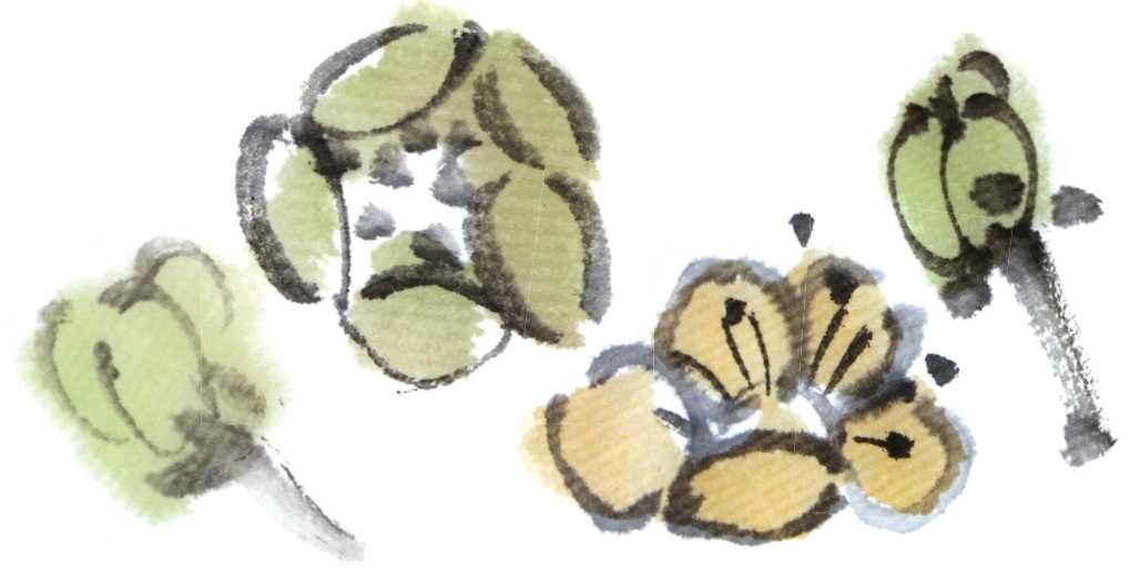 怎么画梅花和梅花树,写意画梅花的画法视频